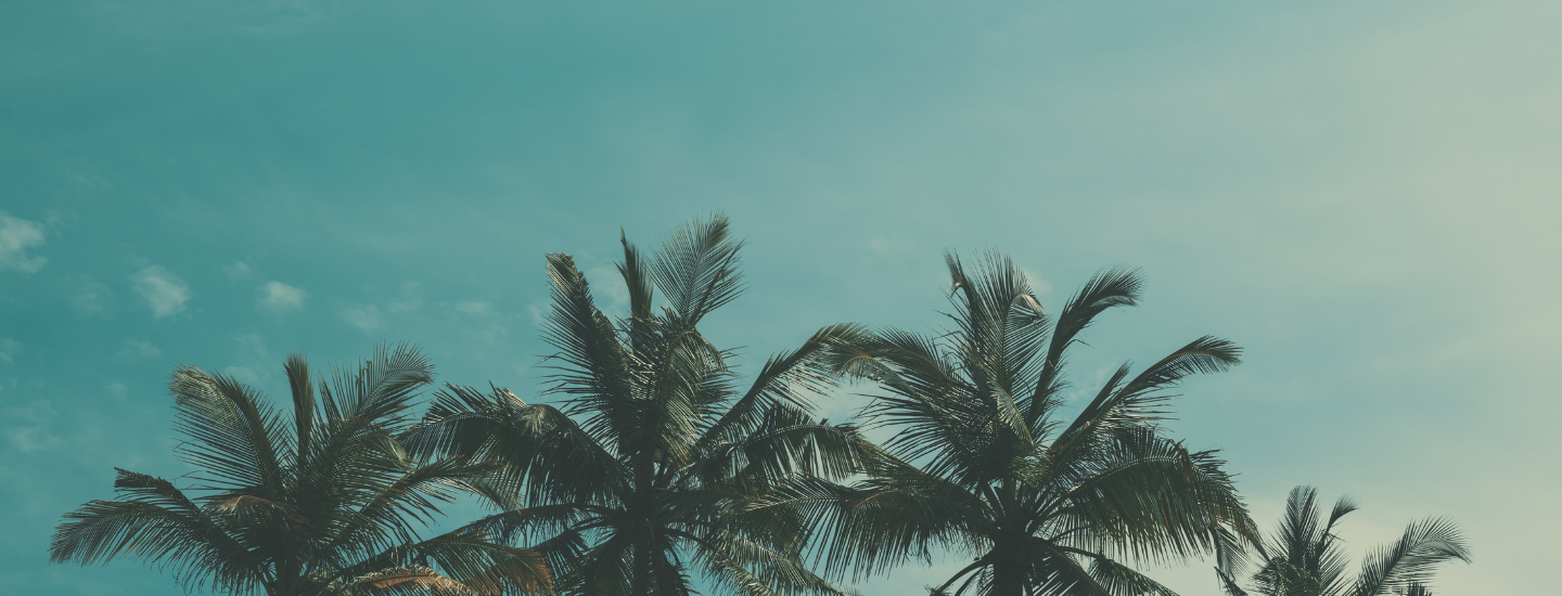 Coconut trees background